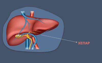 ЗА УМОРОТ И ЗОШТО МОРА ДА ГО ДЕТОКСИФИЦИРАМЕ ХЕПАРОТ?